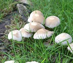 Psathyrelle de De Candolle ou Psathyrella candollena