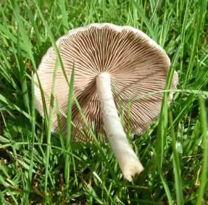 Psathyrelle de De Candolle ou Psathyrella candollena
