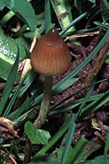 Psilo ou Psilocybe semilanceata