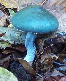 Strophaire vert de gris ou Stropharia aeruginosa ou Psilocybe aeruginosa