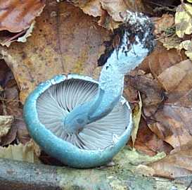 Strophaire vert de gris ou Stropharia aeruginosa ou Psilocybe aeruginosa