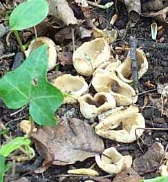 Pzize dentele ou Tarzetta catinus