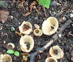 Pzize dentele ou tarzetta catinus