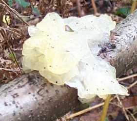 Trmelle msentrique ou Tremella mesenterica