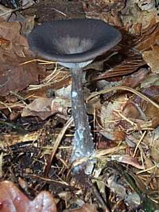 Clitocybe en vase ou clitocybe en coupe ou Pseudoclitocybe cyathiformis