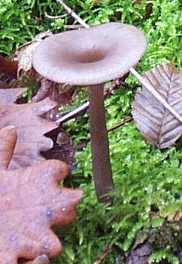 Clitocybe en vase ou clitocybe en coupe ou Pseudoclitocybe cyathiformis