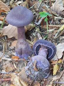 Cortinaire violet ou Cortinarius violaceus