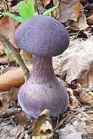 Cortinaire violet ou Cortinarius violaceus