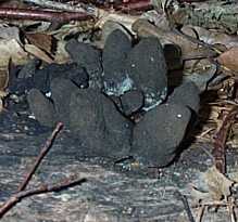 Xilaire longue ou Xylaria longipes