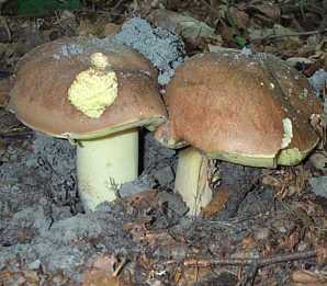 Bolet appendicul ou Boletus appendiculatus