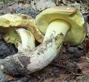 Bolet appendicul ou Boletus appendiculatus