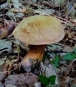 Bolet blafard ou Boletus luridus