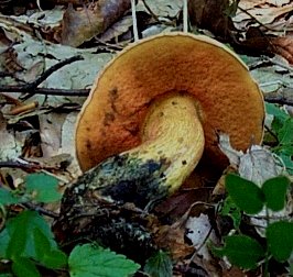 Bolet blafard ou Boletus luridus