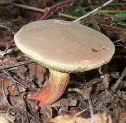 Bolet  chair jaune ou Xerocomus chrysenteron