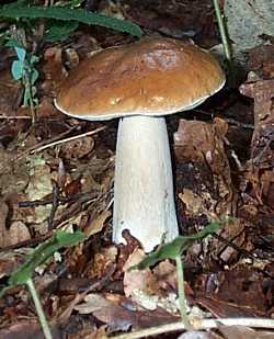 Cpe de Bordeaux ou Boletus edulis