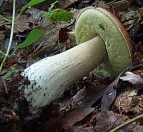 Cpe de Bordeaux ou Boletus edulis