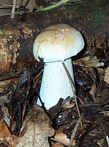 Cpe de Bordeaux ou Boletus edulis