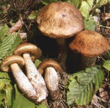 Bolet du charme ou Leccinum pseudoscabrum ou Leccinum carpini