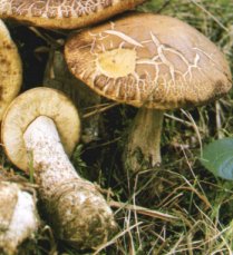 Bolet du charme ou Leccinum pseudoscabrum ou Leccinum carpini