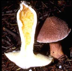 Bolet  pied creux ou Boletinus cavipes ou Suillus cavipe