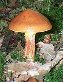 Bolet lgant ou Suillus elegans ou grevillei