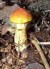 Bolet lgant ou Suillus elegans ou grevillei