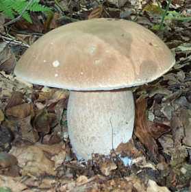 Cpe d ' t ou Boletus aestivalis ou reticulatus