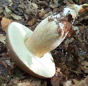 Cpe d ' t ou Boletus aestivalis ou Boletus reticulatus