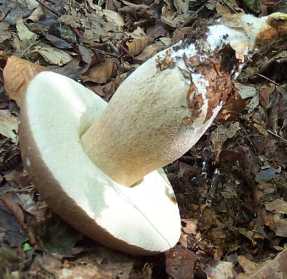 Cpe d ' t ou Boletus aestivalis ou reticulatus