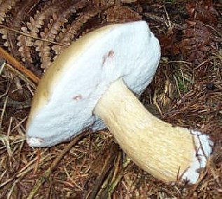 Bolet Fiel ou Tylopilus felleus