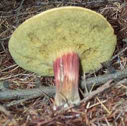 Bolet fragile ou ou boletus fragilipes