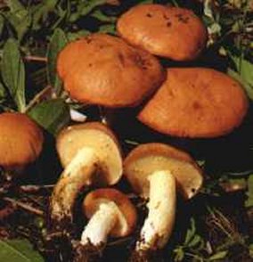 Bolet granul ou Suillus granulatus