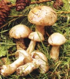 Bolet du mlze ou Suillus viscidus ou aeruginascens