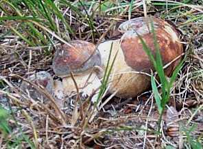 Cpe bronz ou tte de ngre ou Boletus aereus