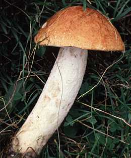 Bolet orang ou Leccinum aurantiacum