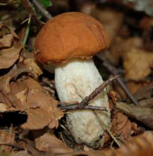 Bolet orang ou Leccinum aurantiacum