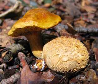 Bolet parasite Pseudoboletus parasiticus Xerocomus parasiticus