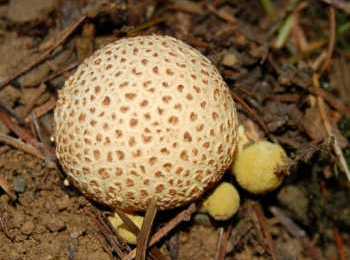 Bolet parasite Pseudoboletus parasiticus Xerocomus parasiticus