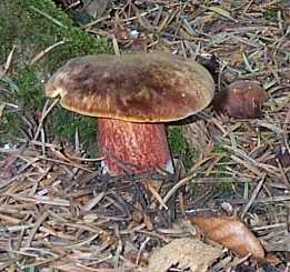 Bolet  pied rouge ou Boletus erythropus