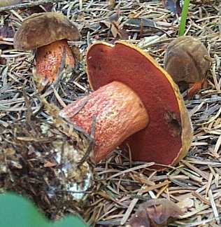 Bolet  pied rouge ou Boletus erythropus