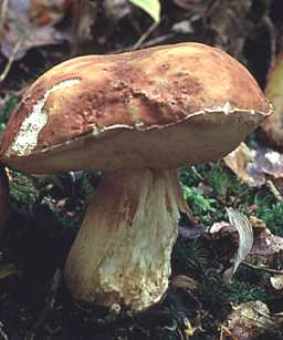 Cpe des pins ou Boletus pinophilus ou Boletus Pinicola