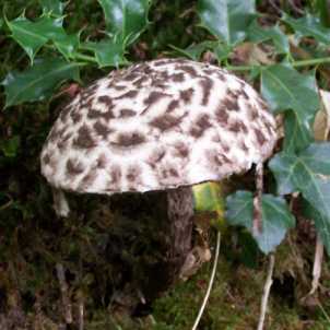 Bolet pomme de pin Strobilomyces strobilaceus Strobilomyces floccopus
