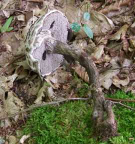 Bolet pomme de pin Strobilomyces strobilaceus Strobilomyces floccopus