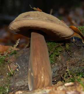 Bolet porphyre Porphyrellus porphyrosporus