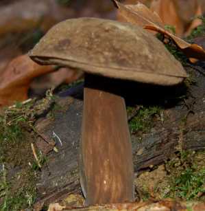 Bolet porphyre Porphyrellus porphyrosporus