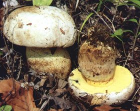 Bolet radicant ou  ou boletus albidus