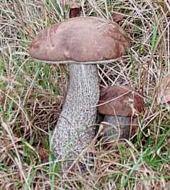 Bolet rude ou raboteux ou leccinum scabrum