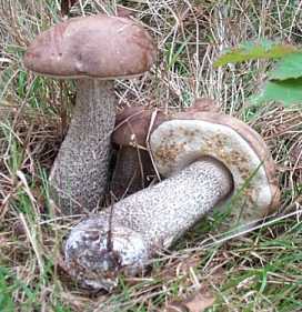 Bolet rude ou raboteux ou leccinum scabrum