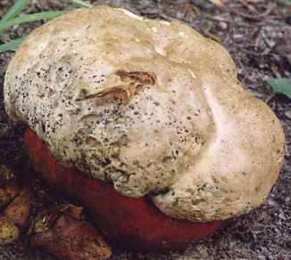 Bolet satan ou Boletus satanas