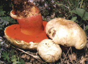 Bolet satan ou Boletus satanas